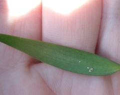 Nipaecoccus aurilanatus