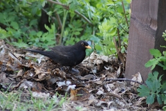 Turdus merula