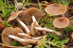 Cortinarius comptulus