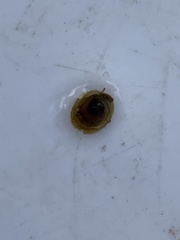 Ancylus fluviatilis