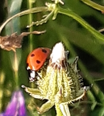 Coccinella septempunctata