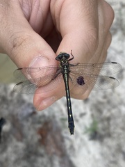 Hylogomphus geminatus