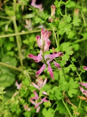 Fumaria bastardii