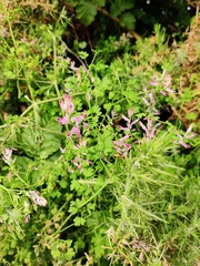 Fumaria bastardii