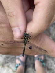 Hylogomphus geminatus