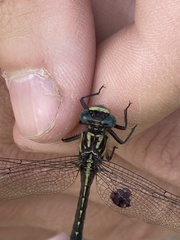 Hylogomphus geminatus