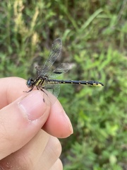 Hylogomphus geminatus