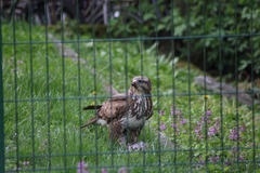 Buteo buteo