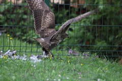 Buteo buteo