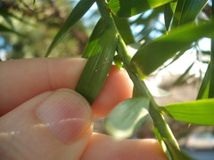 Nipaecoccus aurilanatus