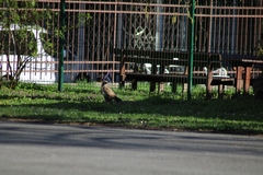Buteo buteo