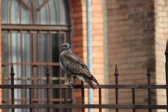 Buteo buteo