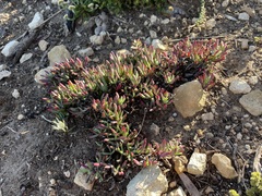 Lampranthus diutinus