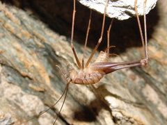 Dolichopoda azami ligustica