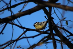 Parus major