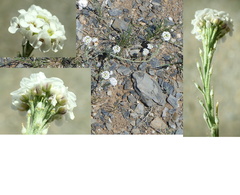 Ptilotrichum canescens