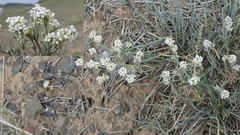 Ptilotrichum canescens