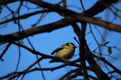 Parus major