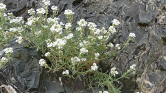 Ptilotrichum canescens