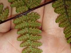 Hypolepis rufobarbata