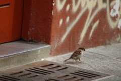 Passer domesticus