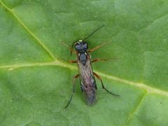Tenthredo atra