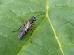Tenthredo atra