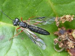 Tenthredo atra