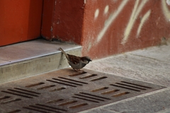 Passer domesticus