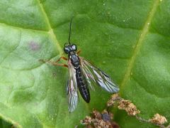 Tenthredo atra