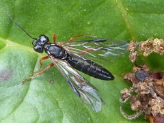 Tenthredo atra