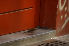 Passer domesticus