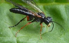 Tenthredo atra
