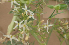 Pugionium dolabratum