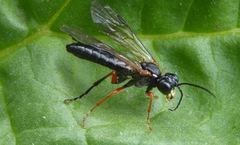 Tenthredo atra