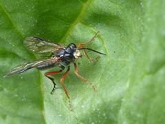 Tenthredo atra