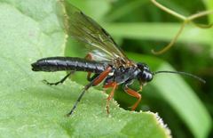Tenthredo atra
