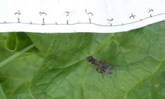 Tenthredo atra