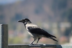 Corvus cornix