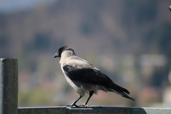 Corvus cornix