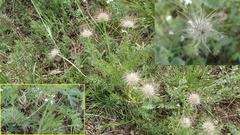 Pulsatilla tenuiloba