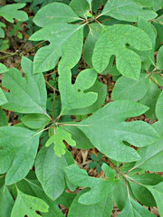 Sassafras albidum