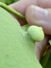 Phylloxera caryaeavellana