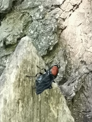 Clitellaria ephippium