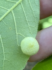 Phylloxera caryaeavellana