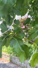 Morus alba