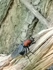 Clitellaria ephippium