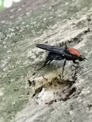 Clitellaria ephippium