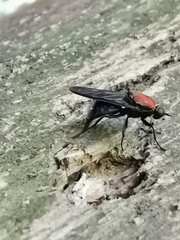 Clitellaria ephippium