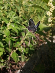 Scolitantides orion
